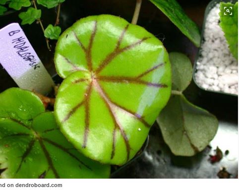 B. hidalgensis